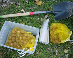 Plant Your Garden