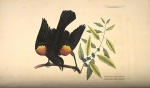 Painting by Mark Catesby,copyright by Board of Regents, Univesity of Wisconsin