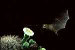 bat_LLN_TuttleBCI01