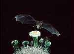 bat_LLN_TuttleBCI03