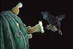bat_LLN_TuttleBCI06