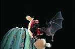 bat_LLN_TuttleBCI07