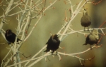 Copyright by the Wisconsin Society for Ornithology