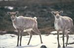 caribou4jg1514