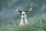caribou_AGulick02