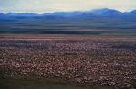 caribou_HedTundralake