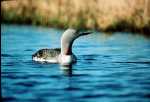 caribou_HedLoon