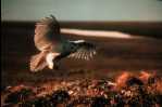 caribou_HedOwl