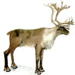 caribou_drawing