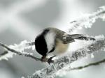 Photo by Ann Cook
