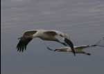 crane02WCEP_122