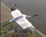 crane02WCEP_131