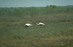 Whooping Cranes coming in for a landing