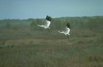 Whooping Cranes in flight