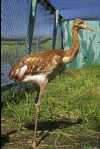 craneHY03_2a_065