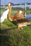 craneHY03_5_072