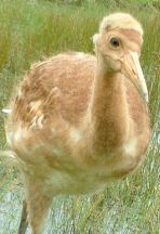 Whooping Crane Chick
