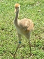 Whooping Crane Chick