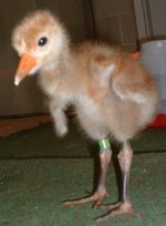 Whooping Crane