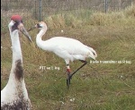 crane_Sp04_015