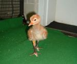 Whooping Crane Chick