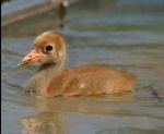 crane_Sp04_072