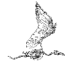 a bird's skeleton