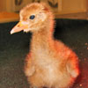 Whooping crane chick