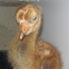 Whooping Crane