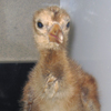 Whooping Crane