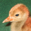 Whooping Crane Chick