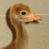 Whooping Crane