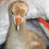 Whooping Crane
