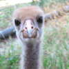 Whooping Crane
