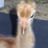 Whooping Crane