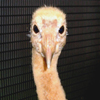 Whooping Crane