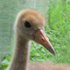 Whooping Crane
