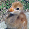 Whooping Crane