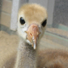Whooping Crane