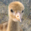 Whooping Crane