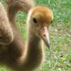 Whooping Crane