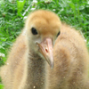 Whooping Crane