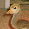 Whooping Crane