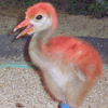 Whooping Crane
