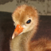Whooping Crane
