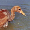 Whooping Crane