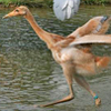 Whooping Crane