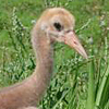 Whooping Crane