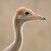 Whooping Crane