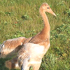 Whooping Crane